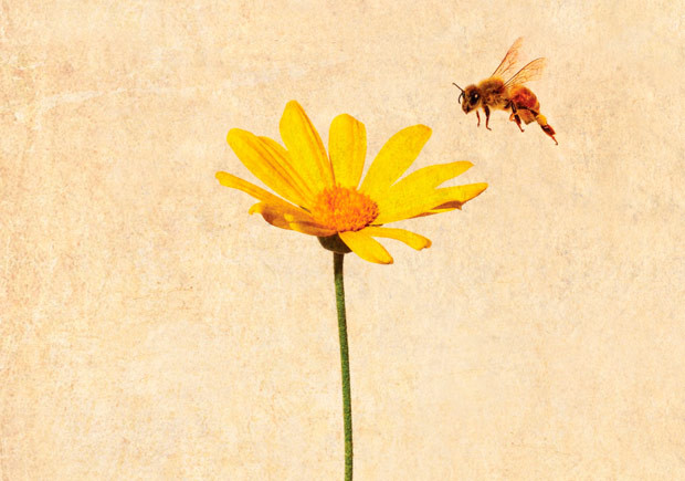 A morte de um apicultor, Marcador, Deus Me Livro, Lars Gustafsson