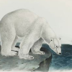 Memórias de um Urso Polar, Yoko Tawada, Deus Me Livro, Sextante, Crítica