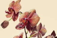 Corpo Vegetal, Porto Editora, Deus Me Livro, Crítica, Julieta Monginho,