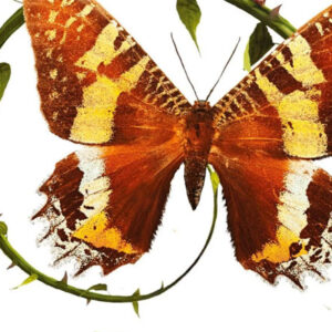 Curtas da Estante, Deus Me Livro, Secret Society, A Fada das Trevas, As Fadas Sob a Cidade, Holly Black,