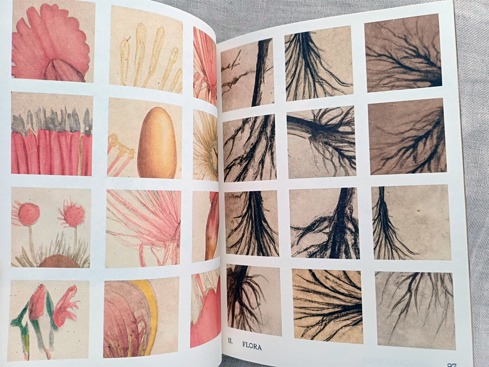 
Exploratorius, Deus Me Livro, Crítica, Transitus Naturalis, Elaine Pessoa,